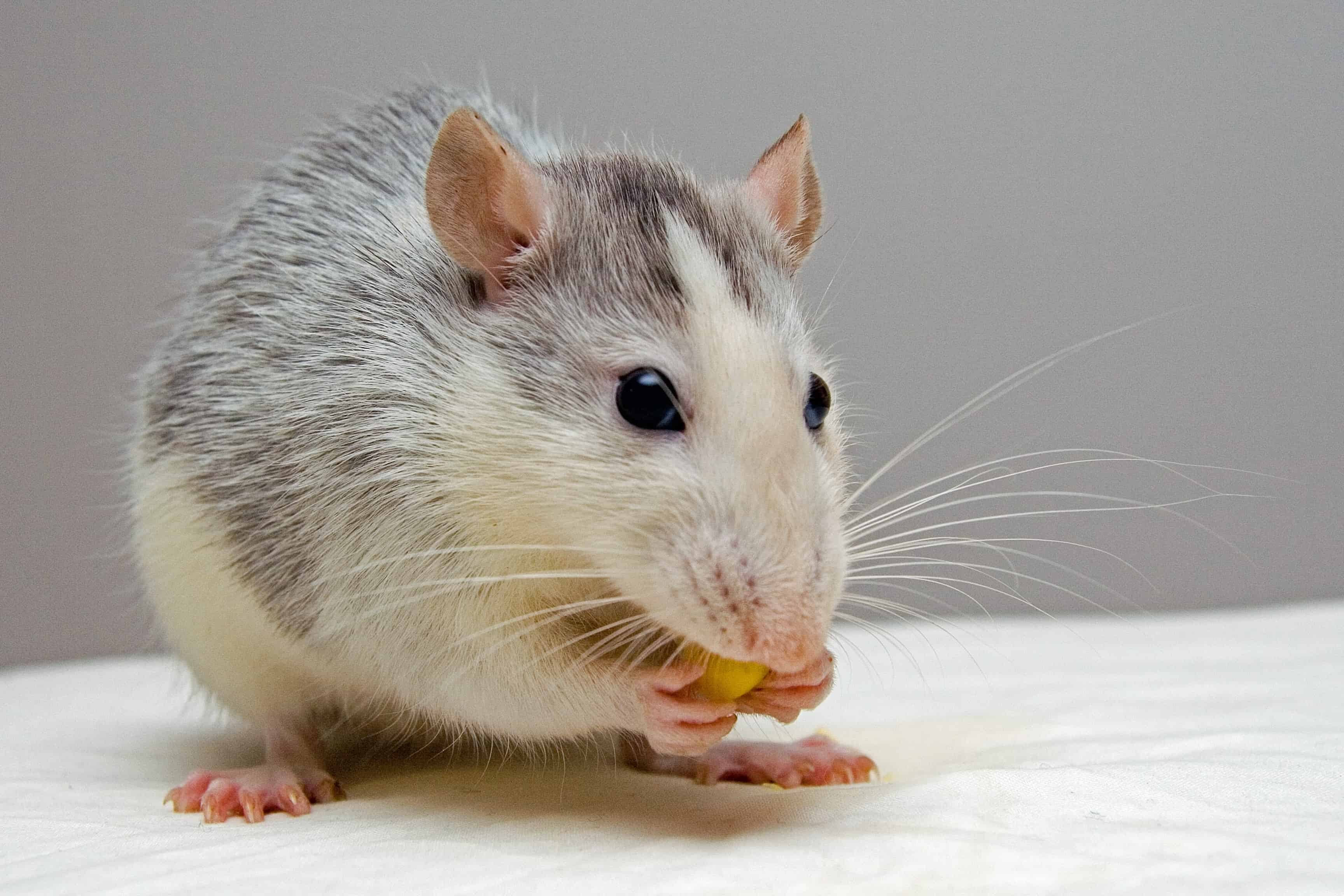 Brampton residents can now get financial help with rodent infestations